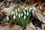 Campanilla de invierno