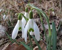 Campanilla de invierno