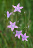 Campanula patula