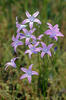 Campanula patula