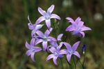 Campanula patula