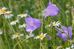 Campanula persicifolia