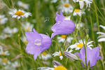 Campanula persicifolia