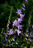 Campanula serpeggiante