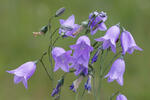 Campanula soldanella