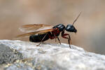 Camponotus herculeanus