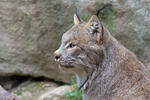 Canadese lynx