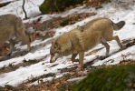 Canis lupus