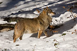 Canis lupus