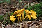 Cantharellus cibarius