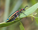 Cantharide officinale