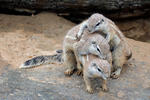 Cape ground squirrel