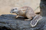 Cape ground squirrel