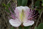 Capparis spinosa