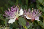 Capparis spinosa