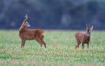 Capreolus capreolus