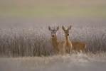 Capreolus capreolus