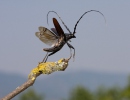 Capricorne du chêne