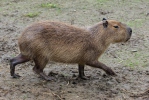 Capybara