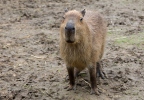 Capybara