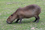 Capybara