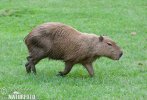 Capybara