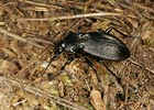 Carabus hortensis