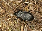 Carabus hortensis