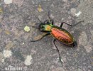 Carabus rutilans