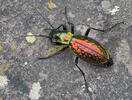 Carabus rutilans