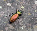 Carabus rutilans