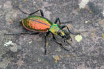 Carabus rutilans