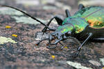 Carabus rutilans