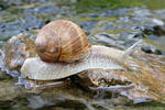 caracol romano