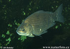 Carassius auratus gibelio