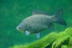 Carassius auratus gibelio