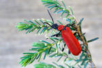 Cardinal beetle