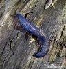 Carpathian Blue Slug