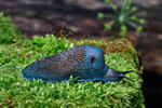 Carpathian Blue Slug