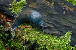 Carpathian Blue Slug