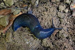 Carpathian Blue Slug