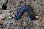 Carpathian Blue Slug