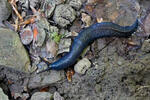 Carpathian Blue Slug