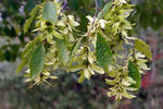 Carpinus betulus