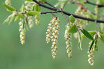 Carpinus betulus