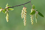 Carpinus betulus