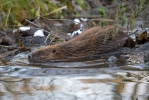 Castor europeo