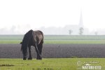 Cavallo domestico