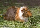 Cavia