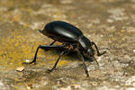 Cellar Beetle